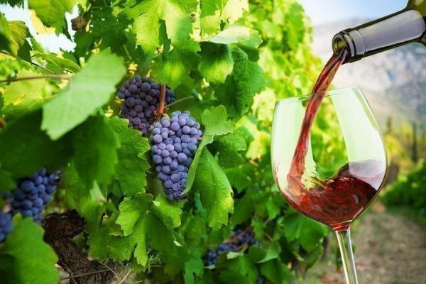Peljesac Private Wine Tour from Dubrovnik_Adria Luxury Travel